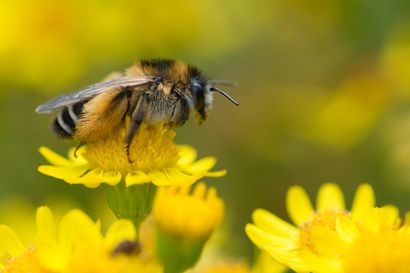 Die Weibchen der Dunkelfransige Hosenbiene sammeln Pollen ausschließlich an Korbblütlern. / © Ch. Venne