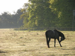 Senner Pferd im NSG "Moosheide" / © Ch. Venne