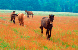 Senner Pferde im NSG "Moosheide" / © G. Sachse