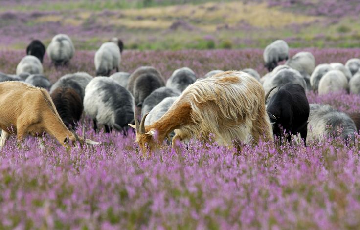 Auch einige Ziegen sind in der Herde / © F. Hasse