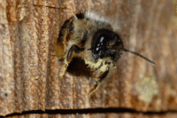 Die Rote Mauerbiene (Osmia bicornis) nistet in totem Holz / © Ch. Venne
