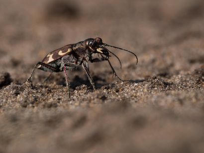 Auf Rohbodenflächen geht der Dünen-Sandlaufkäfer auf die Jagd nach Wirbellosen. / © Ch. Venne