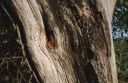 Totholz stellt eine wichtige Ressource für zahlreiche Insektenarten dar. / © Ch. Venne