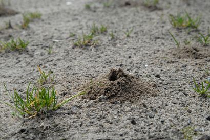 Kleine Sandhügel weisen auf die von den Weibchen gegrabenen Erdnester hin. / © Ch. Venne