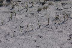 Sand-Segge (Carex arenaria)