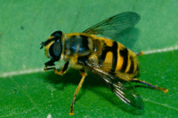 Schwebfliegen (Syrphidae) sind eifrige Blütenbesucher / © Ch. Venne
