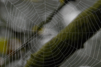Vom Insektenreichtum profitieren Webspinnen (Araneae) / © Ch. Venne