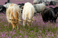 Ziegen in der Herde erhöhen die Verbissleistung / © F. Hasse