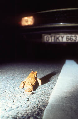 Wandernde Erdkröte / © W. Venne