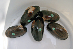 Trächtige Bachmuschel-Weibchen, die zur Infektion von Wirtsfischen im Labor verwendet werden / © Dr. G. Lakmann, die zur Infektion von Wirtsfischen im Labor verwendet werden © Dr. G. Lakmann