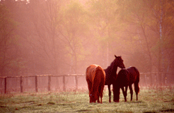 Senner Pferde im NSG "Moosheide" / © G. Sachse