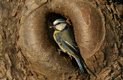 In den Höhlen der Obstbäume brüten Vogelarten wie die Blaumeise (Parus caeruleus) / © W. Venne